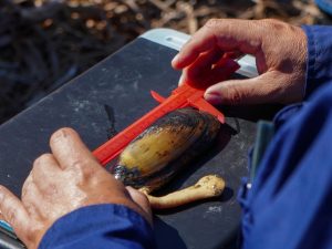 El Salvador inicia estudio científico de almejas en peligro de extinción en la laguna El Jocotal