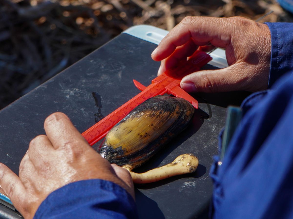 El Salvador inicia estudio científico de almejas en peligro de extinción en la laguna El Jocotal