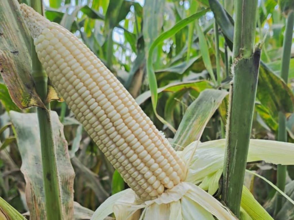 El Gobierno habilitó cuatro puntos de venta de maíz blanco a $22 el quintal en San Salvador, Sonsonate y San Miguel para garantizar el abastecimiento.