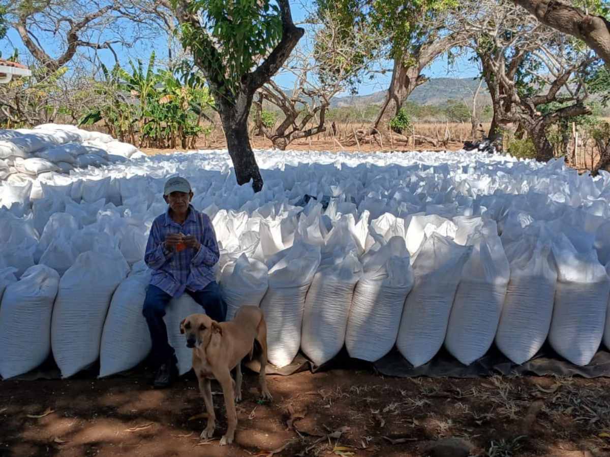 Autoridades aseguraron que existe suficiente maíz blanco en el país y que la Defensoría del Consumidor vigilará para evitar acaparamiento.