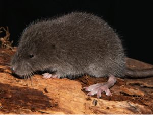 Descubren nueva especie de ratón en los Andes de Perú