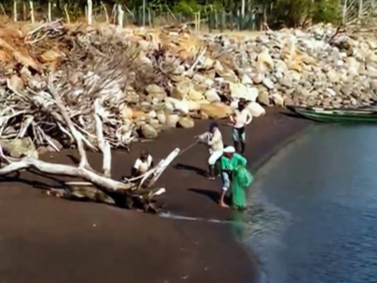 Guardarrecursos auxilian león marino herido