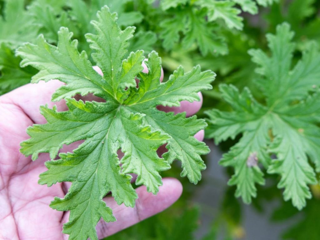 Citronela: Reconocida por su aroma cítrico, es una de las plantas más efectivas para ayudar a repeler zancudos de forma natural en casa.
