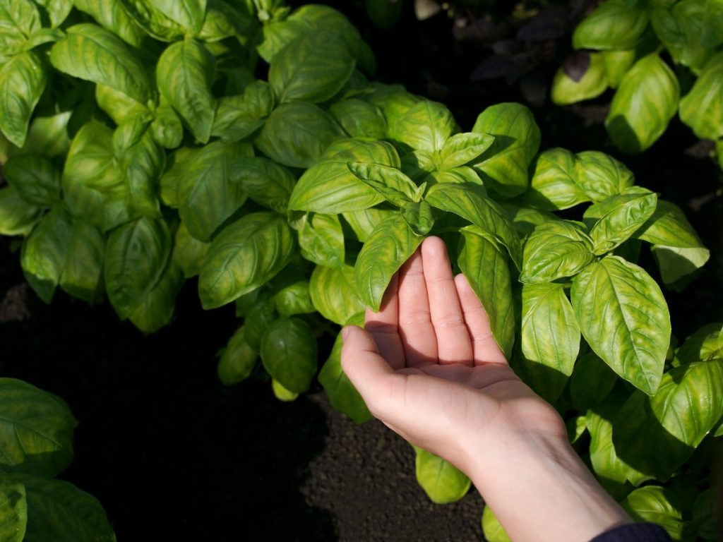 Albahaca: Una opción práctica que combina uso culinario con un efecto repelente natural contra zancudos en espacios cotidianos.