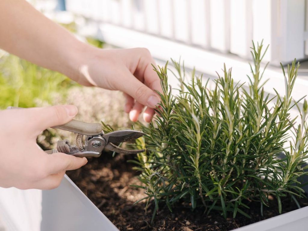 Romero: Ideal para exteriores, su fragancia intensa actúa como barrera natural para reducir la presencia de zancudos.