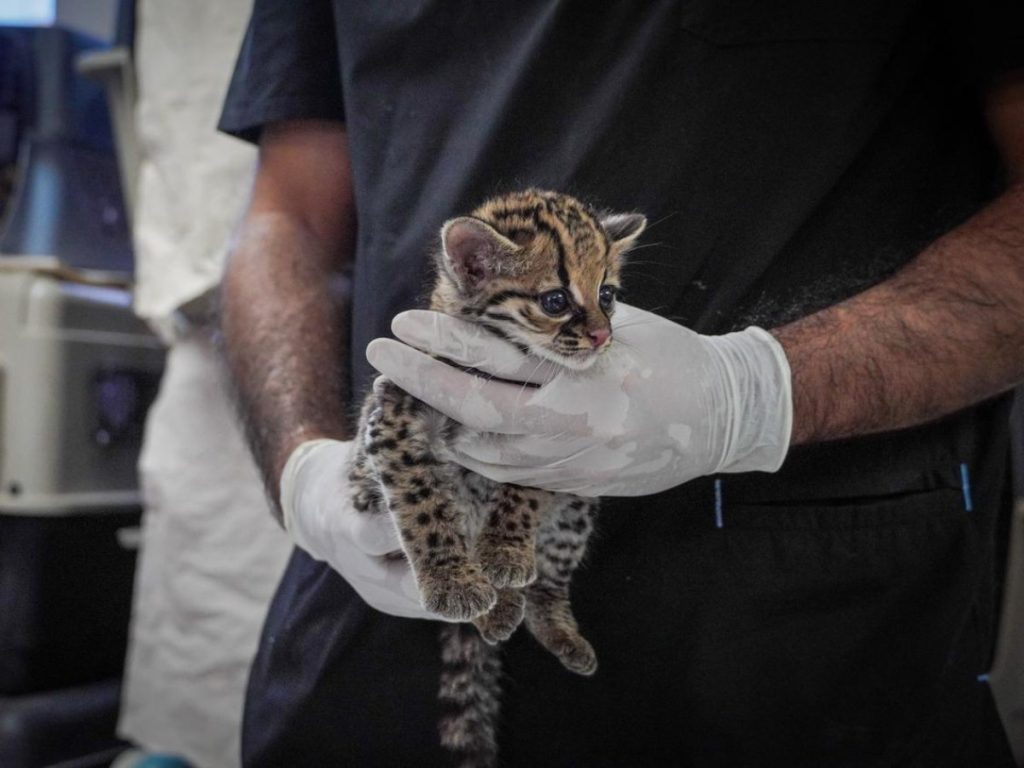 Un tigrillo juvenil fue rescatado en Zaragoza y permanece bajo cuidados veterinarios especializados.