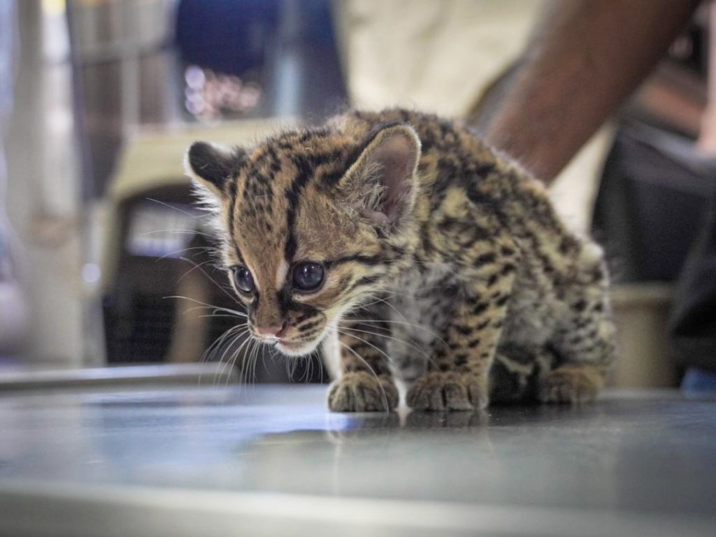 El caso forma parte del Programa Nacional de Conservación de Felinos, enfocado en la protección de la fauna silvestre en El Salvador.