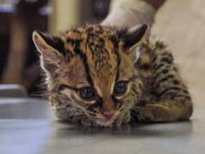 Así rescataron a un tigrillo juvenil encontrado en una carretera en Zaragoza