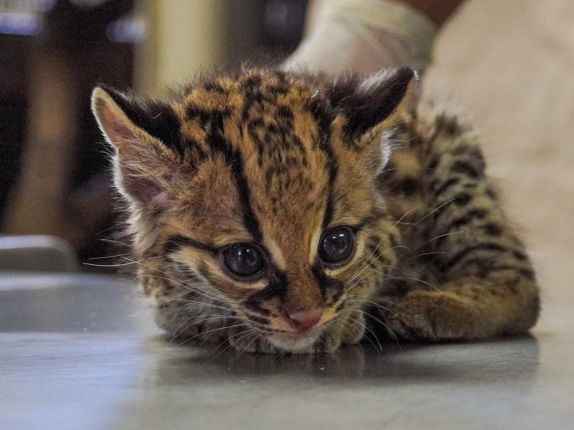 Así rescataron a un tigrillo juvenil encontrado en una carretera en Zaragoza
