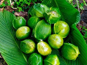 El cuchamper, una fruta nativa de Centroamérica, destaca por su forma y textura poco comunes.