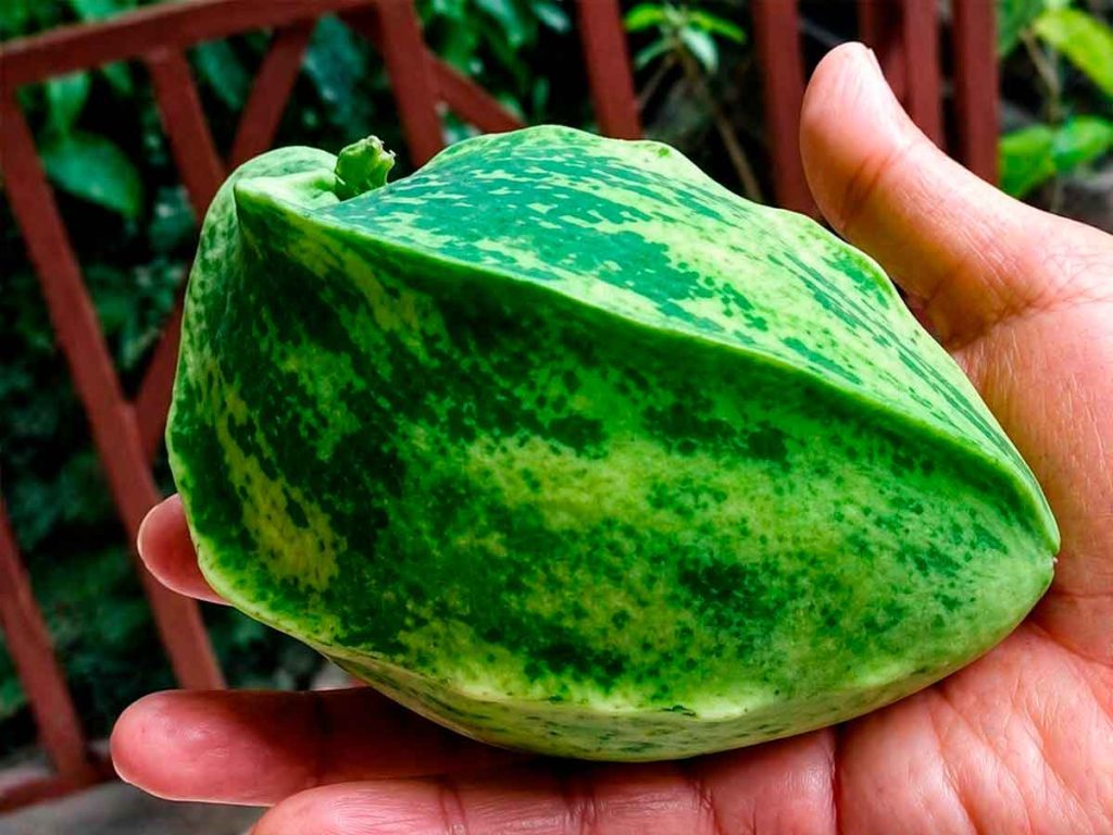 El cuchamper puede consumirse crudo, asado o en preparaciones dulces.