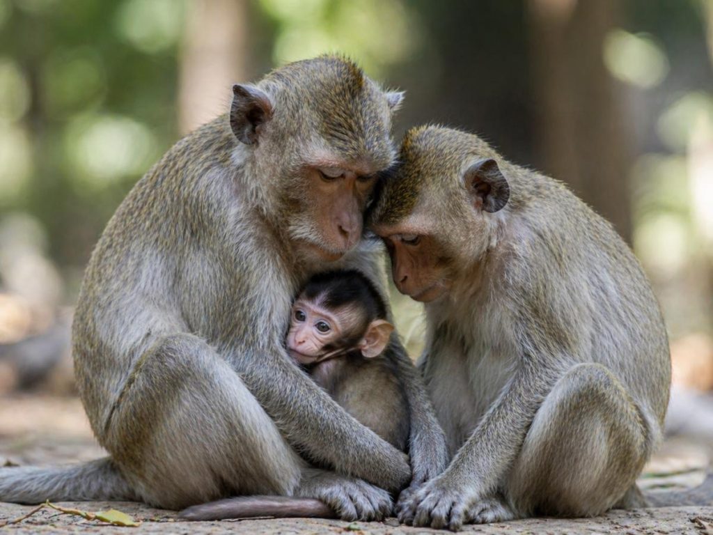 Animales-monos-macacos