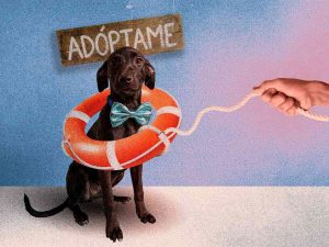 ENTRETENIMIENTO-PERRITOS-MONTAJE-01