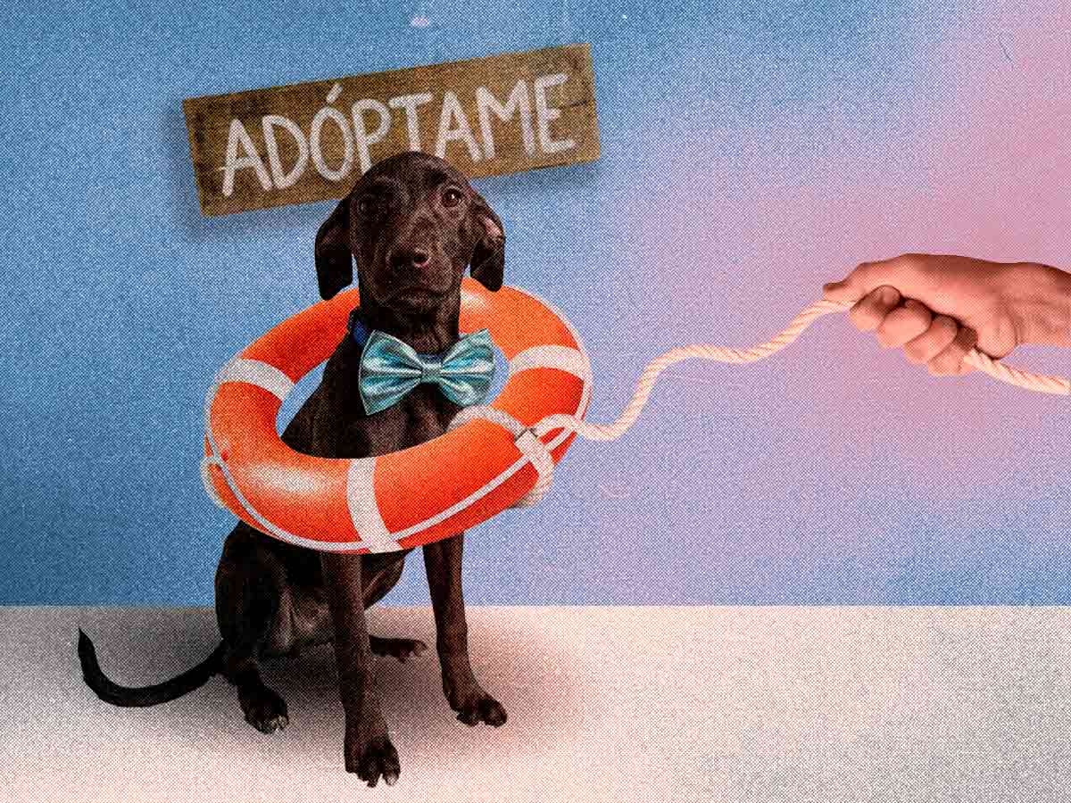 Cachorros rescatados buscan hogar, conocé quiénes son y cómo adoptarlos