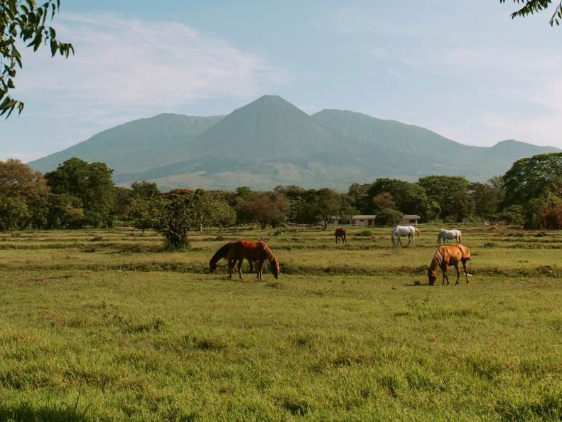 En la finca también se encuentra la única crianza de caballos árabes de El Salvador.