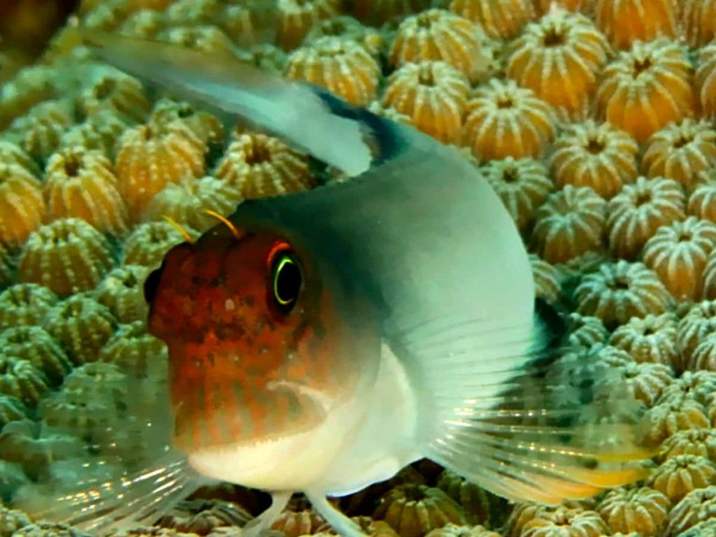 Honduras-Tela-Marine-turismo-Centroamérica