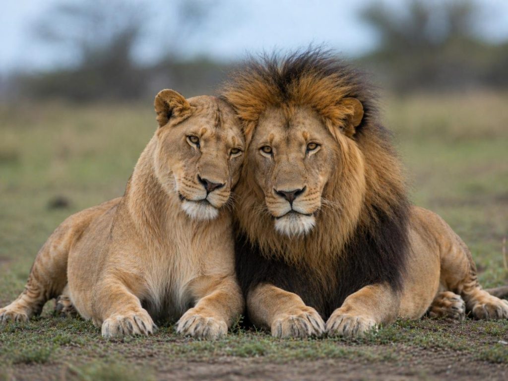 Leones-mamiferos-animales