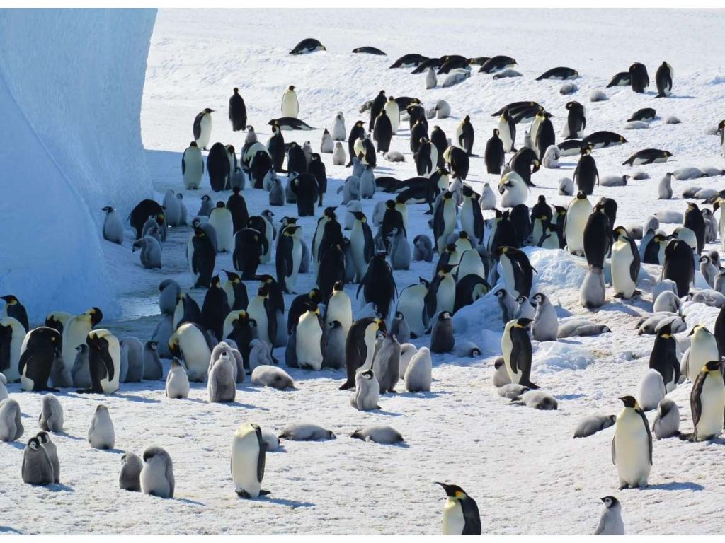 Pinguino emperador