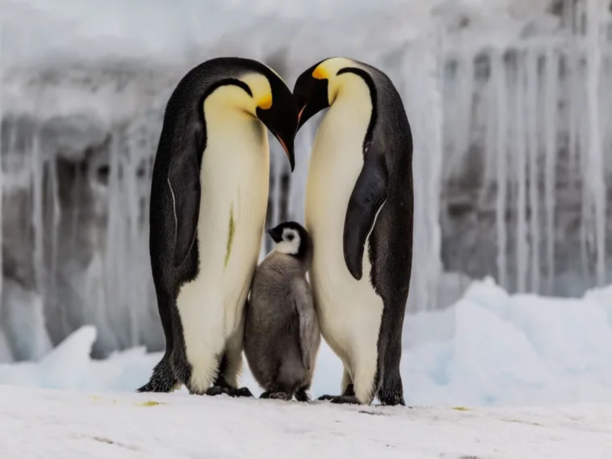Pingüinos emperador