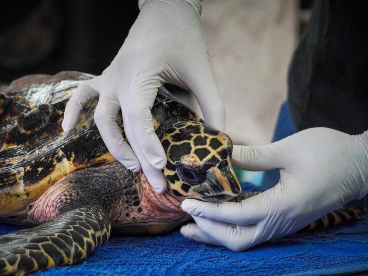 Tortuga-Carey-Medio ambiente