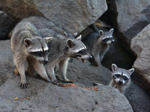 El muelle artesanal de Acajutla se ha vuelto un atractivo por el avistamiento de mapaches en libertad, una experiencia única para los visitantes.