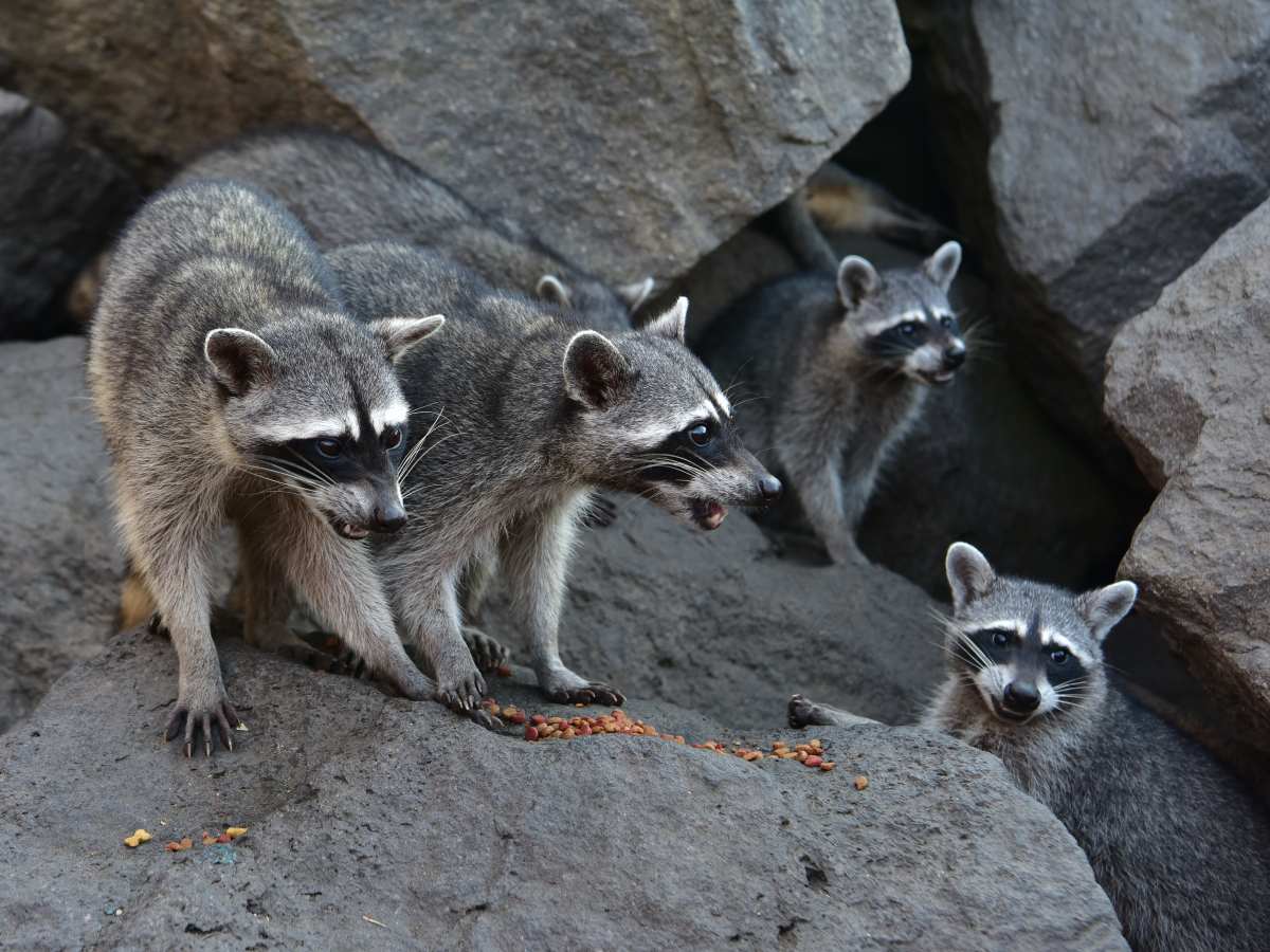 acajutla-mapaches-01