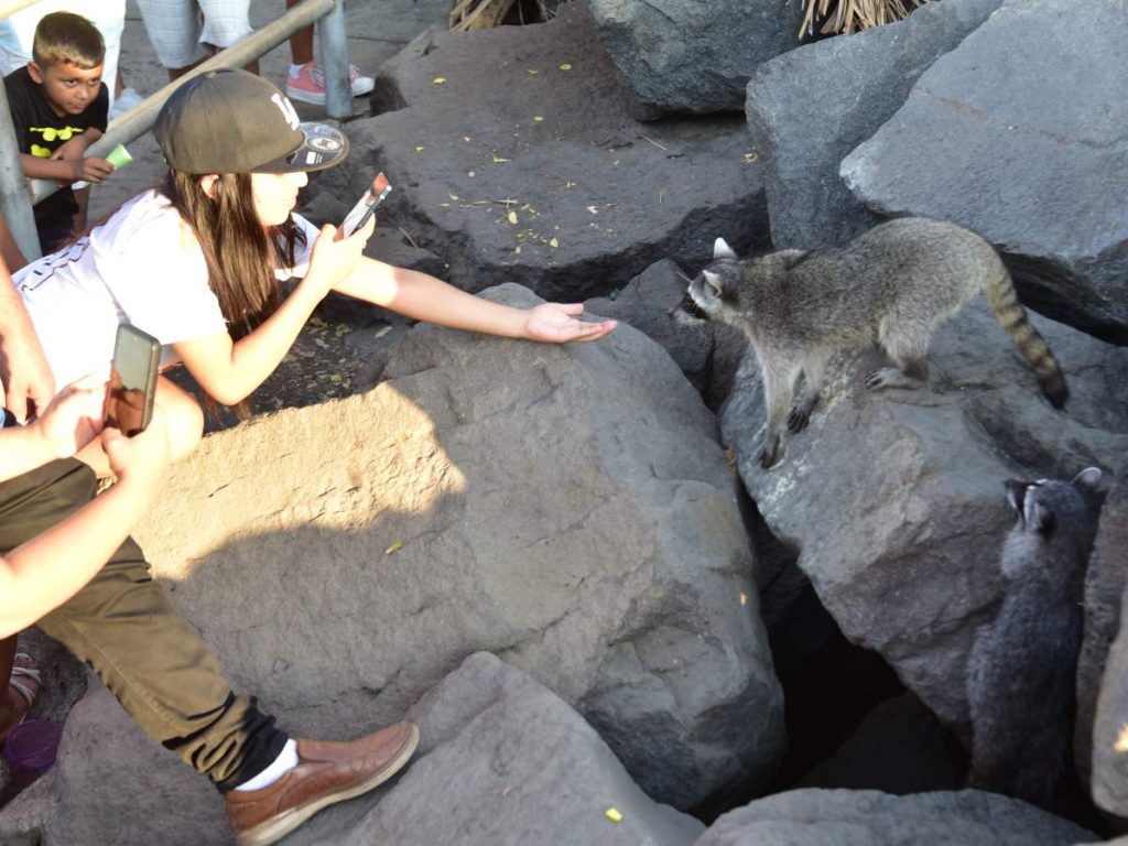 Visitantes se acercan a los mapaches en el muelle de Acajutla, donde es común observarlos e interactuar con ellos en su entorno natural.