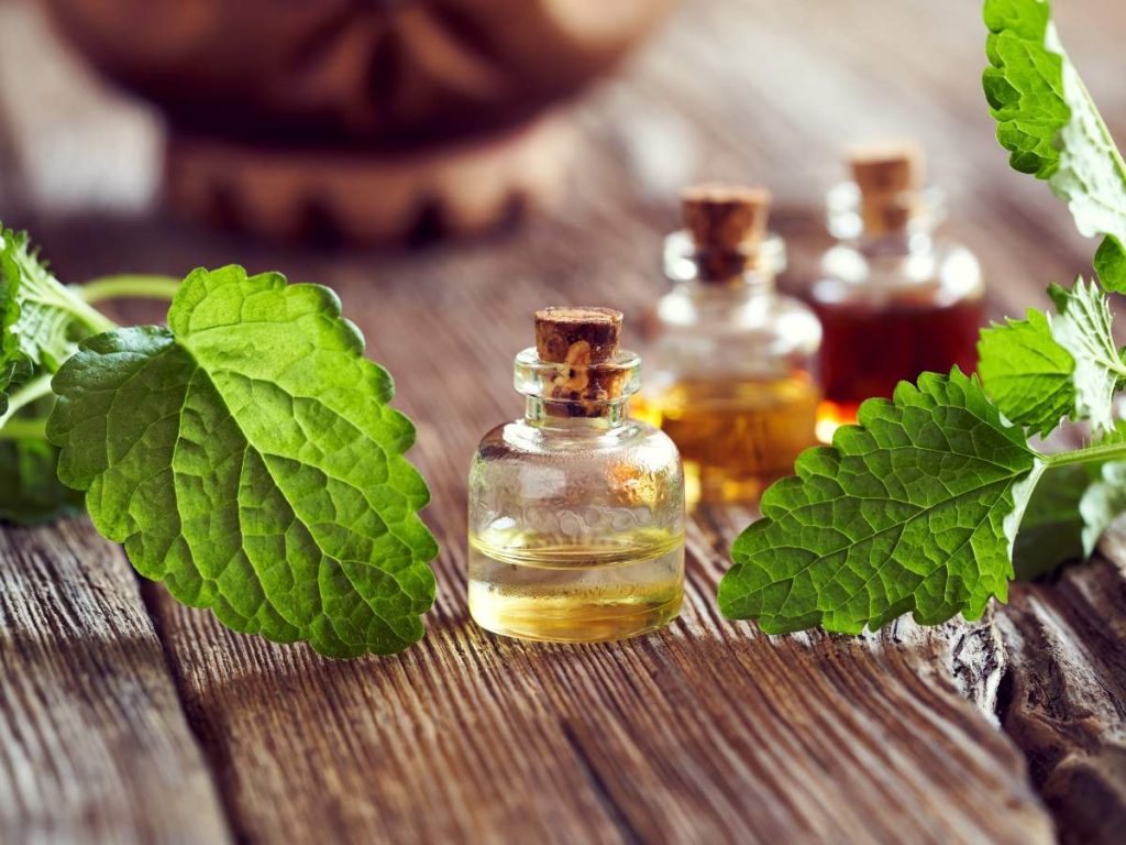 Alternativas naturales como aceites esenciales y hierbas ofrecen protección diaria contra mosquitos sin recurrir a químicos agresivos.