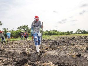 Productores podrán iniciar la siembra de maíz y frijol entre el 21 y 25 de abril, según recomendación del MAG.