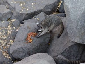 La vida silvestre se deja ver en las playas salvadoreñas.