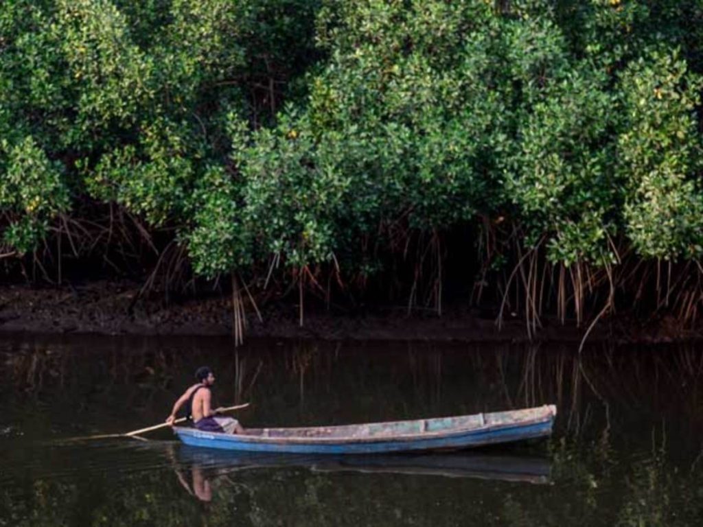 Navegar por el Canal El Zapatero permite descubrir de cerca la riqueza natural de los manglares en Barra de Santiago.