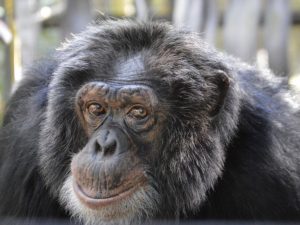 Chimpancé Bubbles perteneció a Michael Michael Jackson.