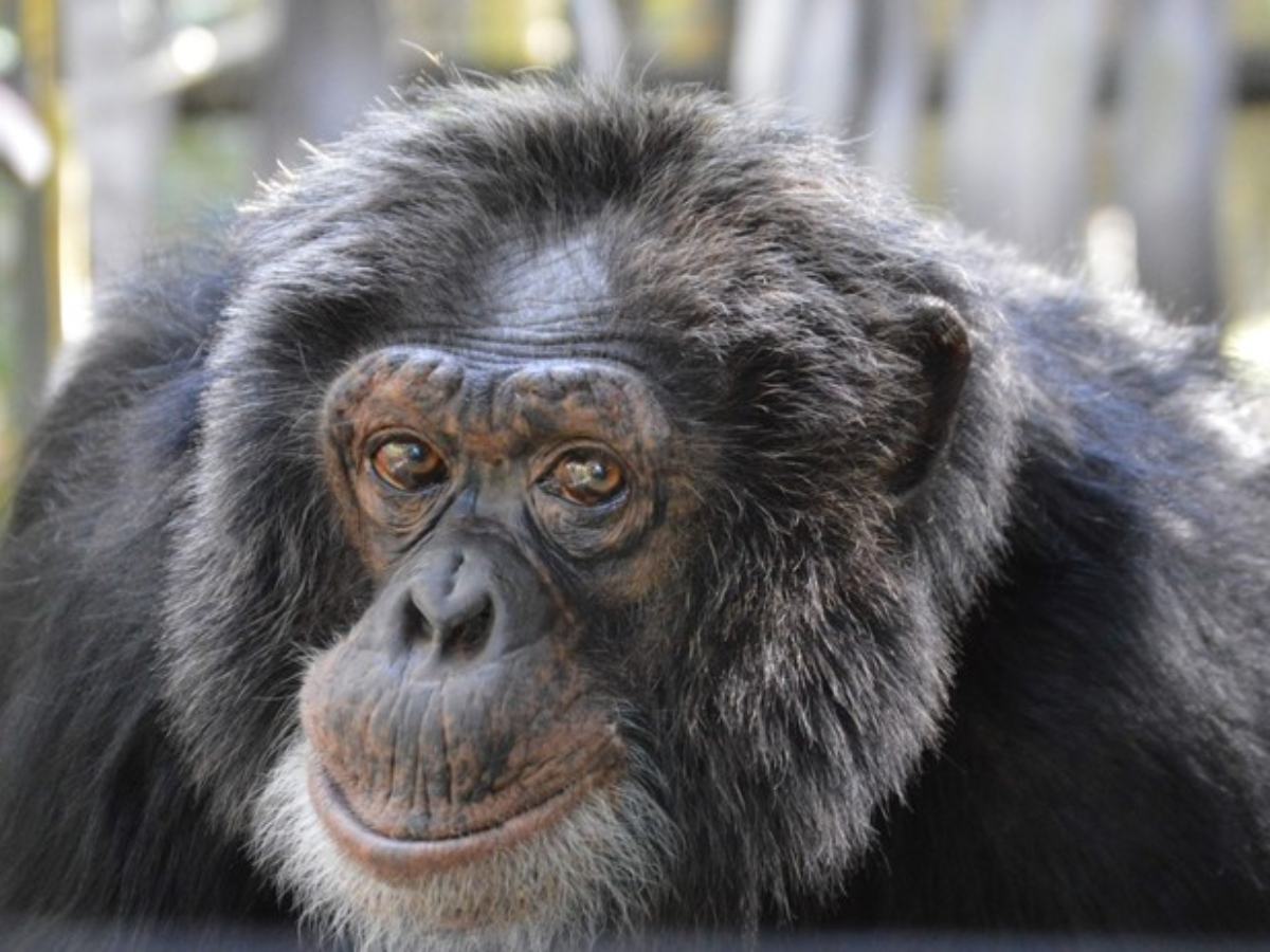 Chimpancé Bubbles perteneció a Michael Michael Jackson.