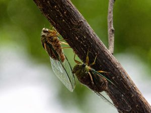 ¿Ya escuchaste a las chicharras? El curioso canto de Semana Santa. elsalvador.com