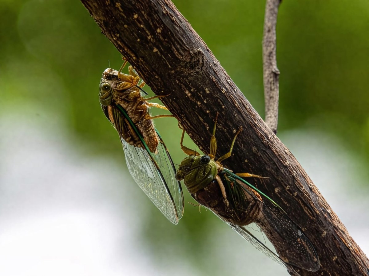 ¿Ya escuchaste a las chicharras? El curioso canto de Semana Santa. elsalvador.com