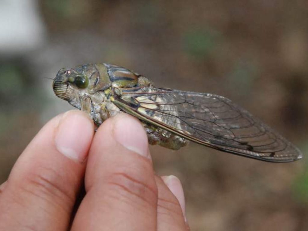 El sonido de las chicharras es característico de la Semana Santa en El Salvador, aunque su aparición responde a ciclos naturales. elsalvador.com