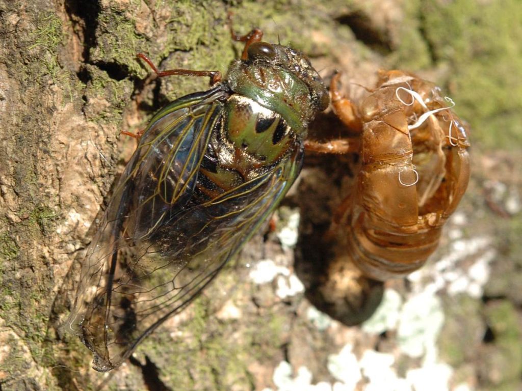 El sonido de las chicharras es uno de los elementos más característicos de la Semana Santa en El Salvador. elsalvador.com