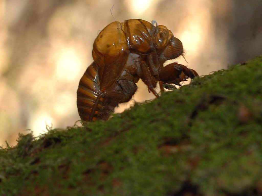 Estos insectos pasan entre 13 y 17 años bajo tierra antes de emerger como adultos, etapa en la que viven pocas semanas. elsalvador.com