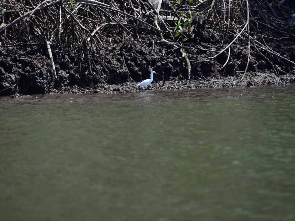 Restaurantes flotantes ofrecen mariscos frescos en medio de un entorno natural incomparable.