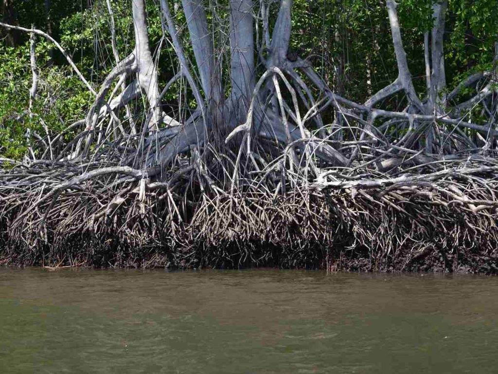 El avistamiento de aves es una de las actividades más destacadas del estero, con más de 120 especies.