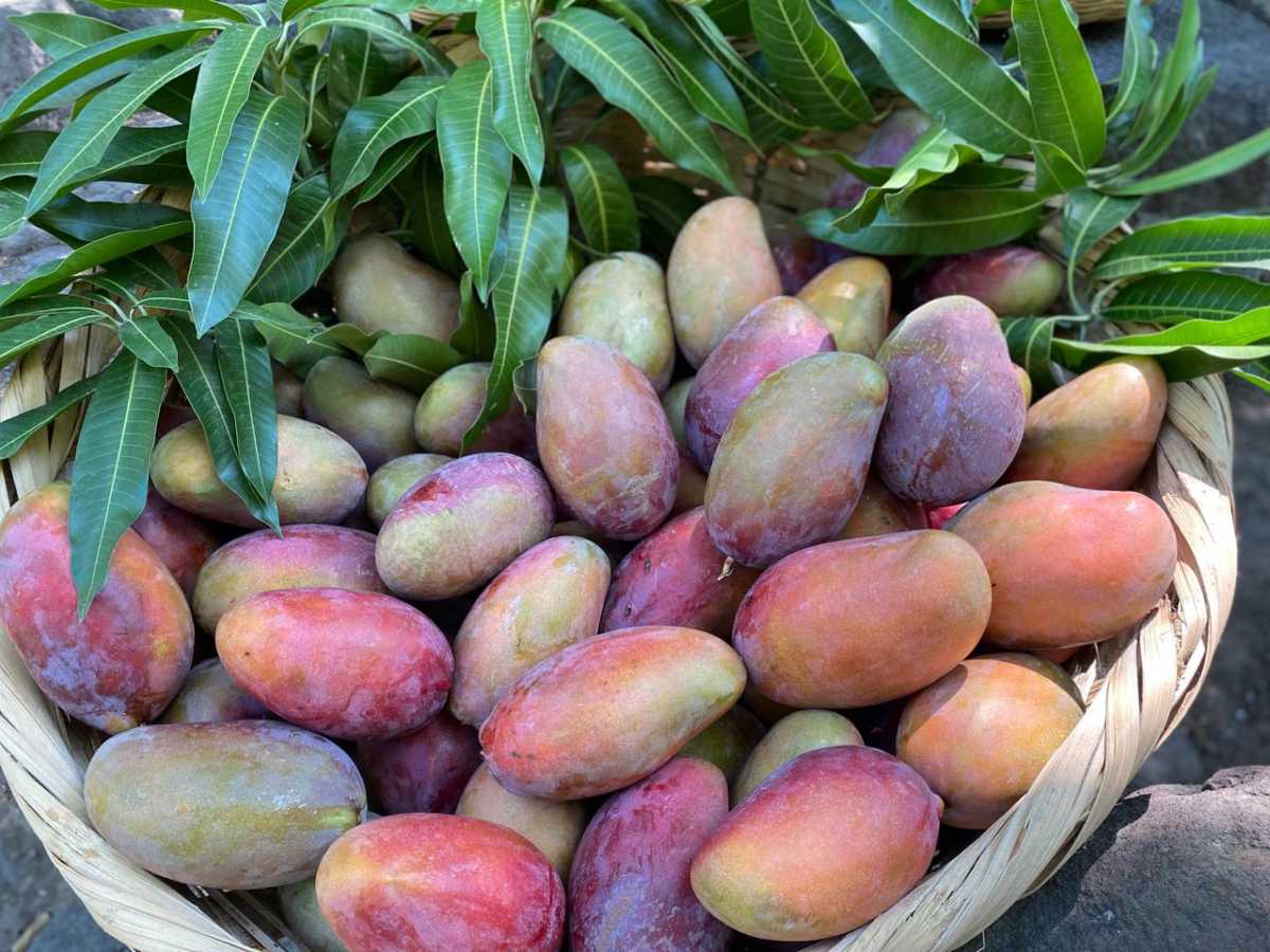 expo-mango-ichamichen03