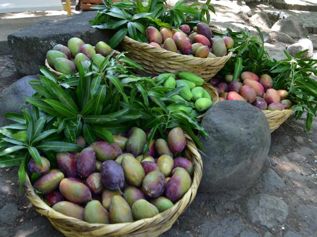 Visitantes podrán degustar variedad de platillos a base de mango durante la Expo Mango 2026 en Ichanmichen.