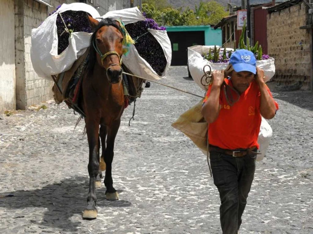 Un hombre camina junto a un caballo cargando flores de la especie Limonium sinuatum, conocida popularmente como "siempreviva" o "inmortal" el 18 de marzo de 2026 en San Pedro Las Huertas (Guatemala). 
