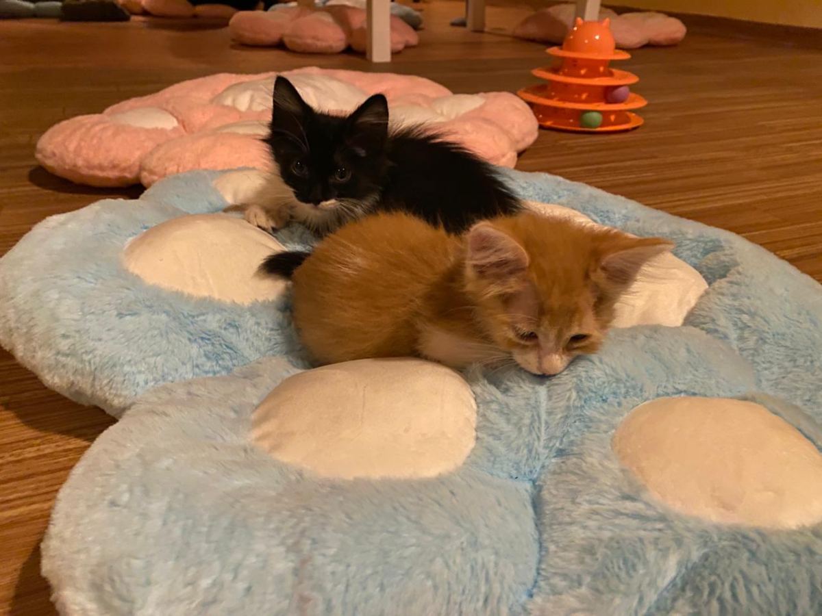 Gatitos Café integra cultura japonesa y conciencia sobre el cuidado animal.