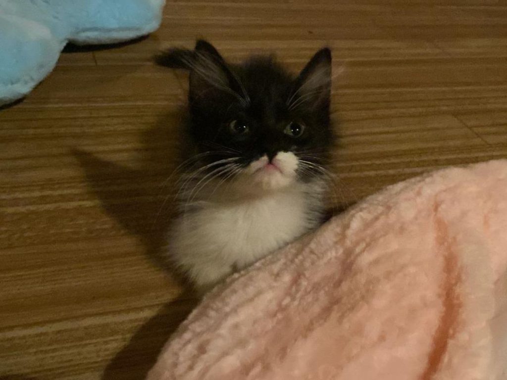 El concepto de cat café busca reducir el estrés a través del contacto con gatos.