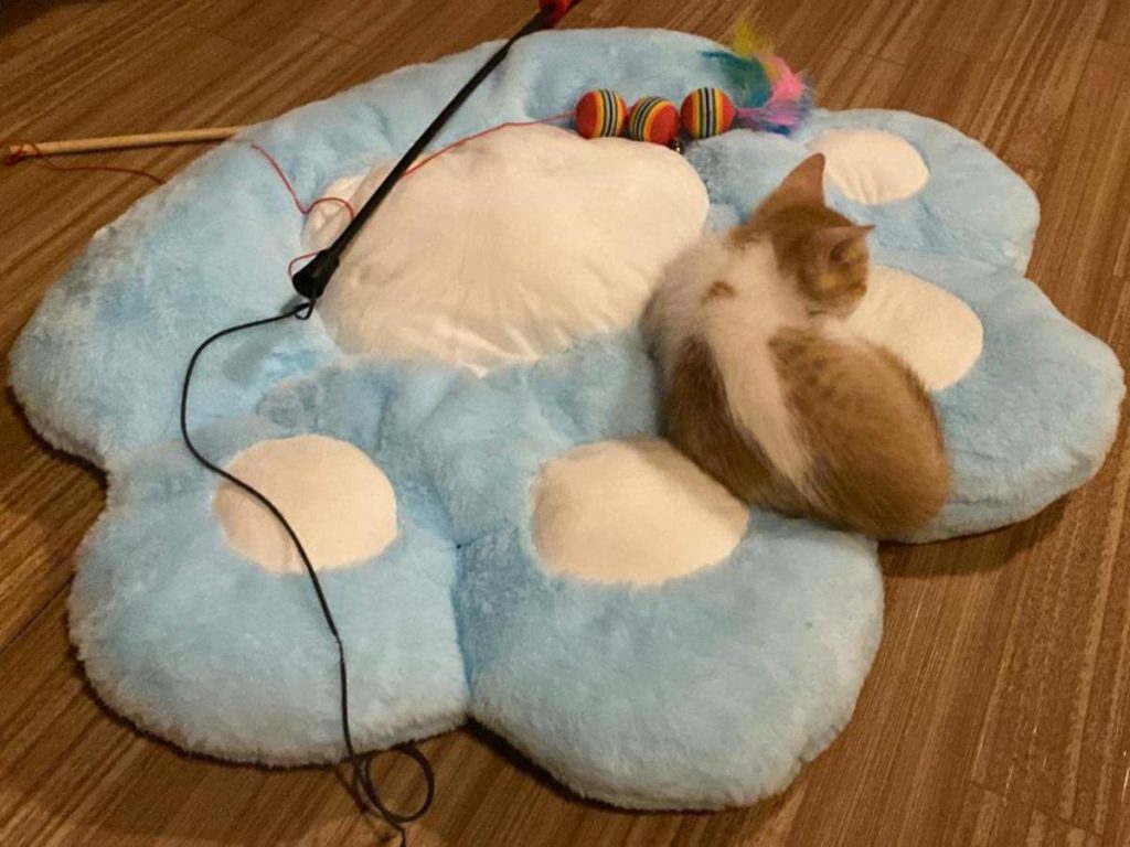 El área gatuna ofrece sesiones limitadas para garantizar el bienestar animal.