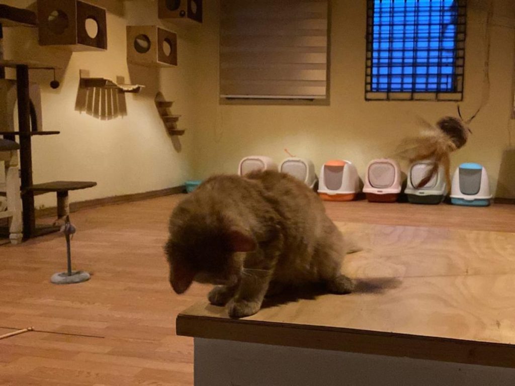 Los gatos del café forman parte de un programa de adopción responsable.