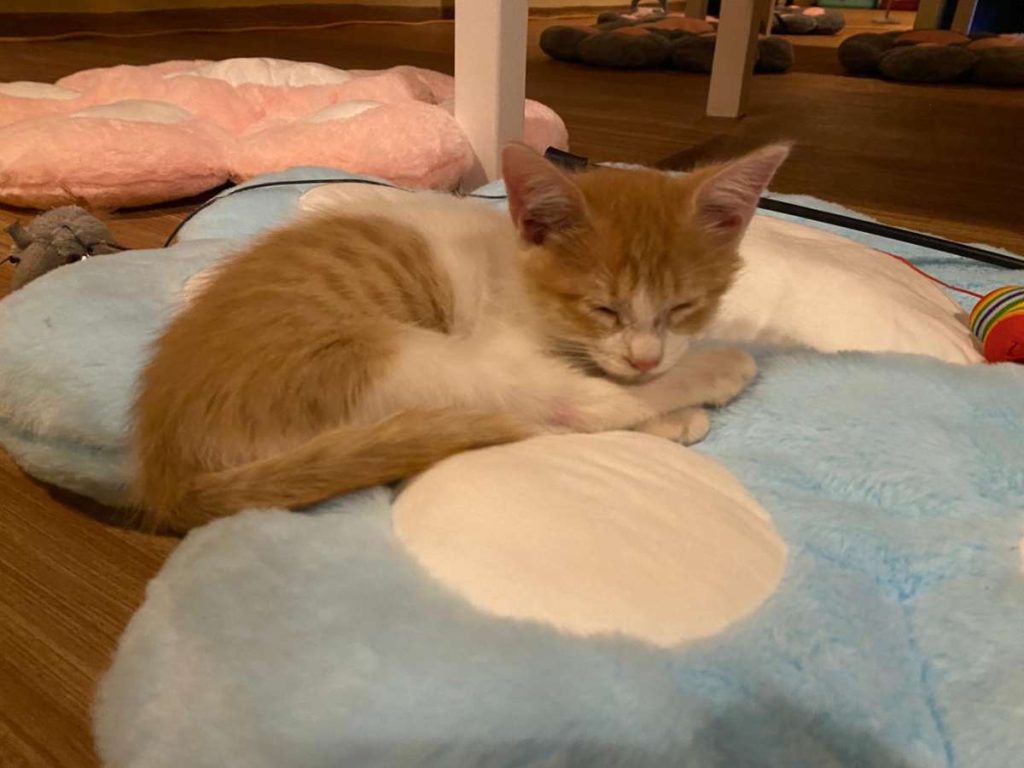 El proyecto nació en Honduras y ahora renace en El Salvador con una nueva propuesta.