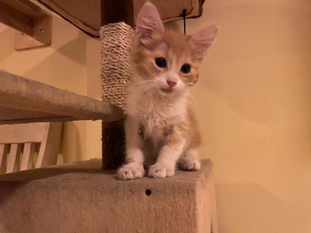 Cada rincón del café está diseñado para ofrecer una experiencia inspirada en Japón.