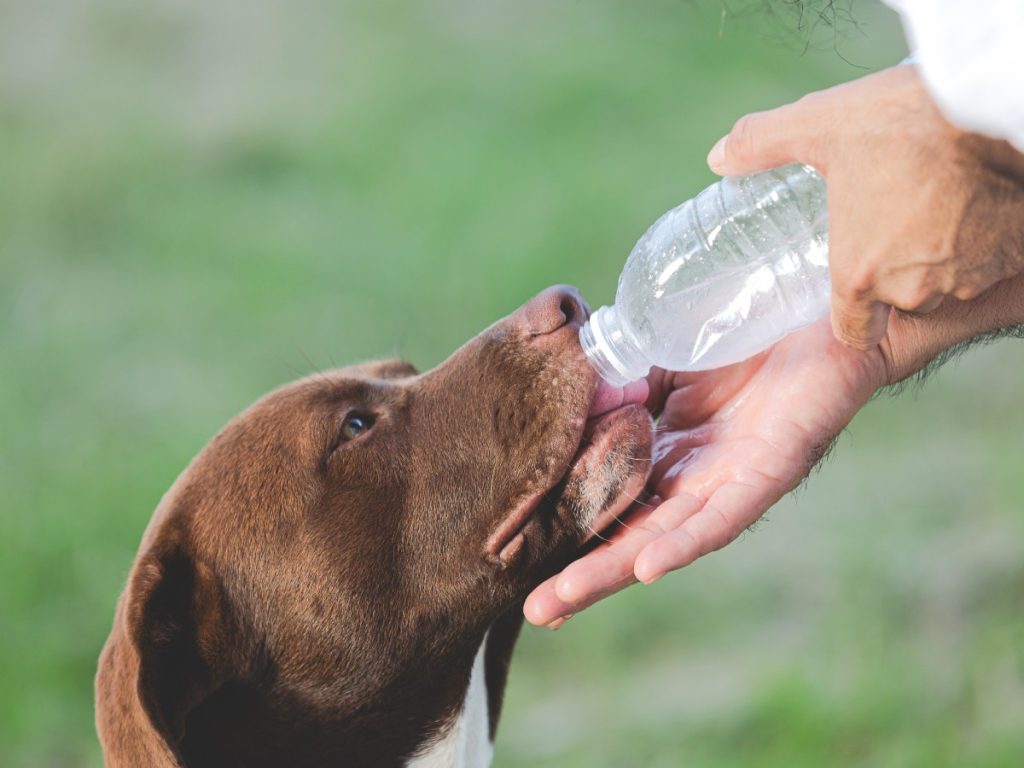 Mantener a las mascotas en espacios con sombra, ventilación y acceso constante a agua fresca es clave para prevenir emergencias durante la ola de calor. Fotografía/ Freepik